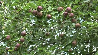 梨树枝头结满果实，在有机花园里随风飘动。4公里